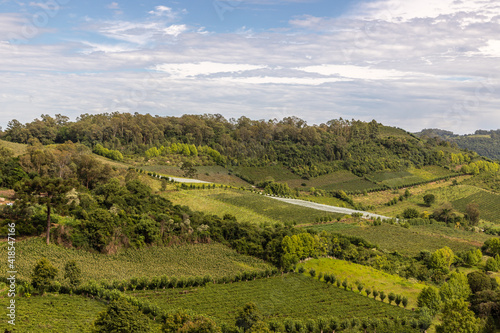 Vineyards and forest in valley