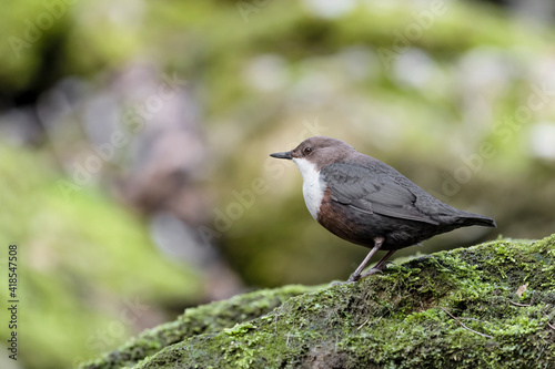 The wonderful Dipper male perched on the rocks (Cinclus cinclus)