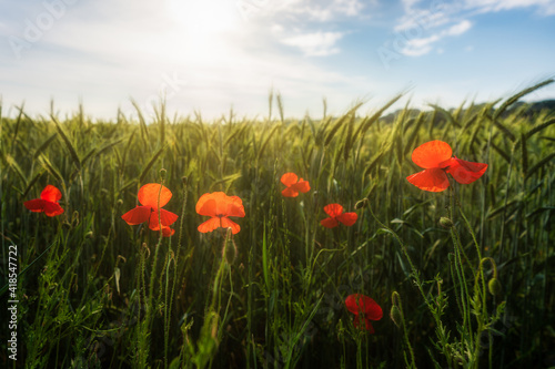 Red poppies bloom in the wild field