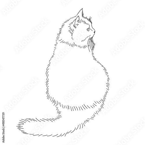 Drawing of a fluffy cat sitting with its back to us and looking away. Black and white linear isolated illustration. Linear style. Stock vector image.