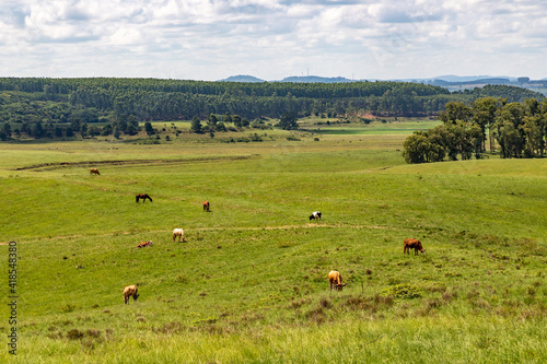 Farm meadow with cows and horses