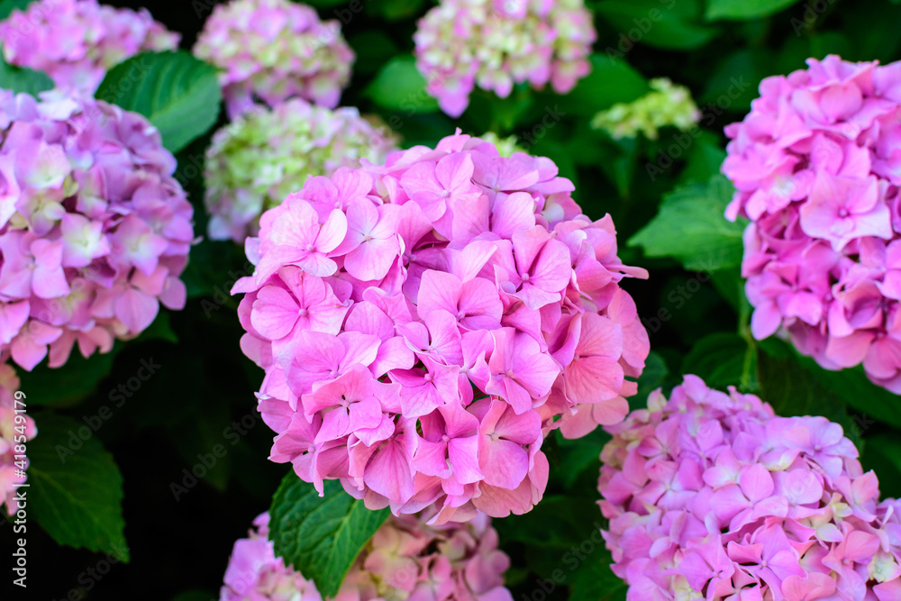 Magenta pink hydrangea macrophylla or hortensia shrub in full bloom in a flower pot, with fresh green leaves in the background, in a garden in a sunny summer day. Magenta pink hydrangea macrophylla or hortensia shrub in full bloom in a flower pot, with fresh green leaves in the background, in a garden in a sunny summer day.