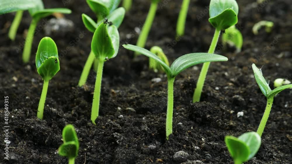 Growing plants in spring timelapse, sprouts germination newborn Cucumber plant in greenhouse agriculture