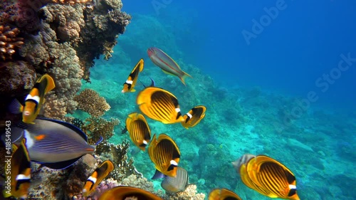 The amazing world of a coral reef. Beautiful coral flowers and tropical fish.