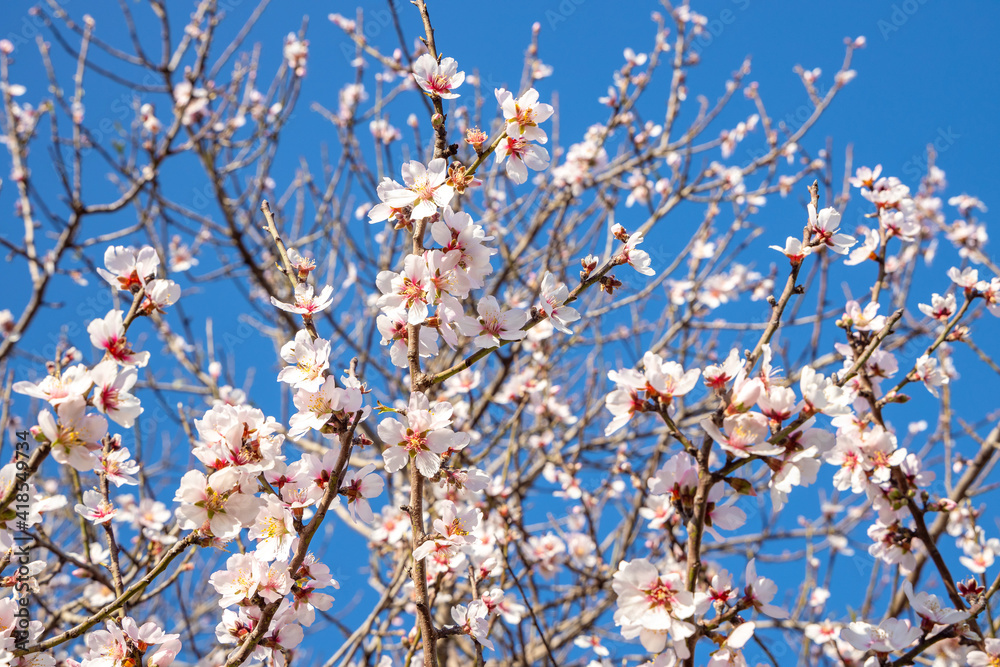 Almond flowers, Blossoming white pink flowers at springtime on blue sky background. Close-up of cherry and almond flowers on a tree branch. Apricot tree in bloom. Almond flowers, Blossoming white pink flowers at springtime on blue sky background. Close-up of cherry and almond flowers on a tree branch. Apricot tree in bloom.