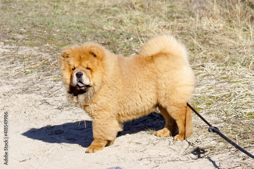 Czteromiesięczny Chow Chow