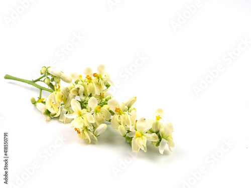 Moringa flower , isolated on white background