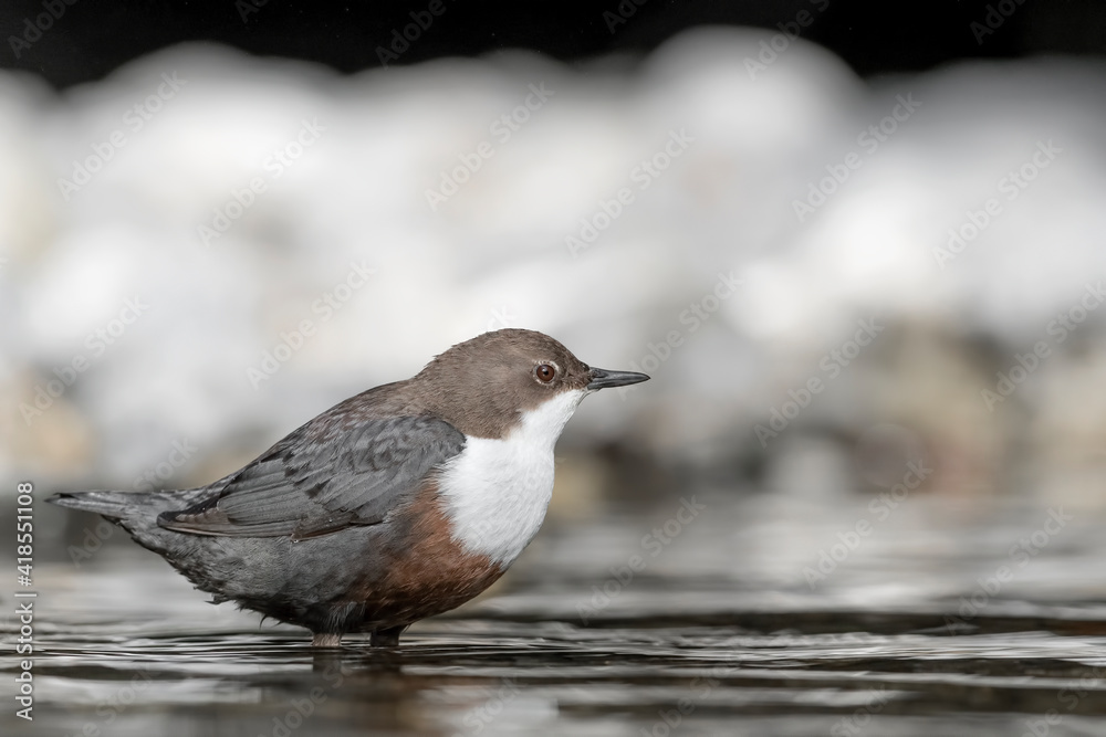 European Dipper ready to dive (Cinclus cinclus) European Dipper ready to dive (Cinclus cinclus)