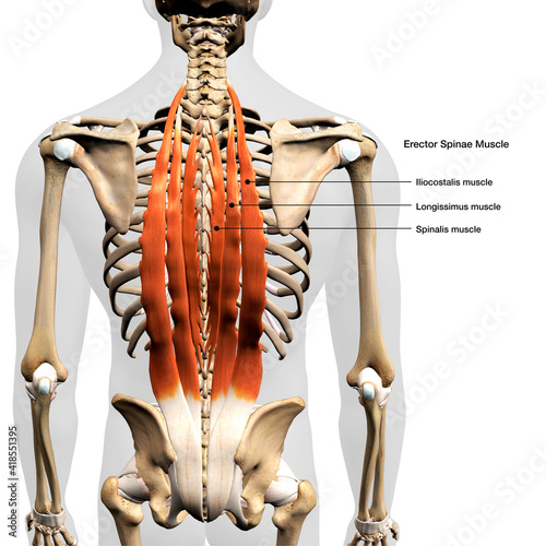Labeled Erector Spinae Muscles in Isolation Rear View of Upper Back Human Anatomy photo