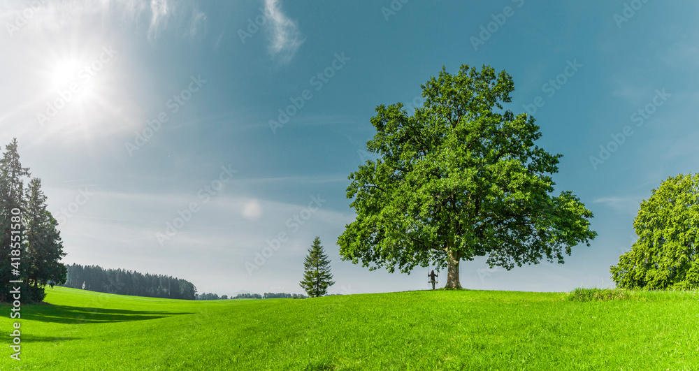 Fototapeta premium Grüner Baum auf auf einer Grünen Wiese