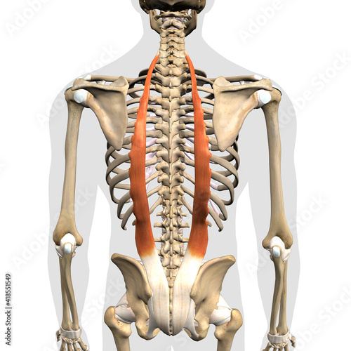 Foto Iliocostalis Erector Spinae Muscles in Isolation Rear View of Upper Back Human A