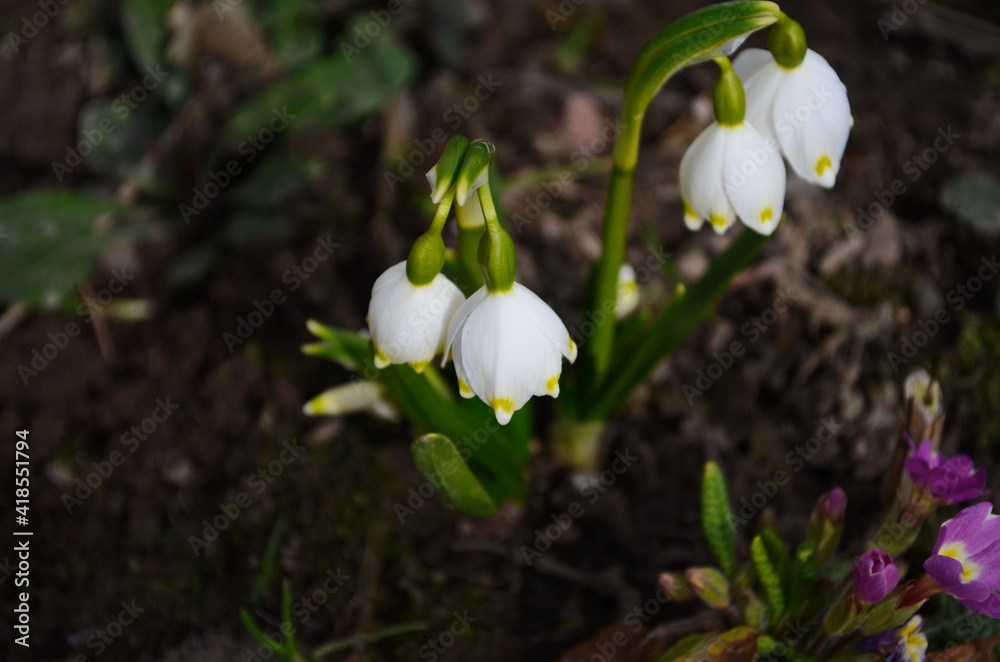Snowdrop spring flowers. Delicate snow drop flower one of spring symbols. Fresh green white snowdrop growing in garden. Snowdrop spring flowers. Delicate snow drop flower one of spring symbols. Fresh green white snowdrop growing in garden.