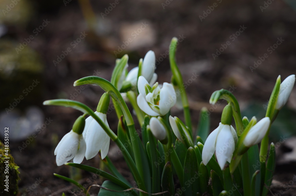Snowdrop spring flowers. Delicate snow drop flower one of spring symbols. Fresh green white snowdrop growing in garden. Snowdrop spring flowers. Delicate snow drop flower one of spring symbols. Fresh green white snowdrop growing in garden.
