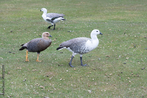 The Upland goose or Magellan goose (Chloephaga picta)