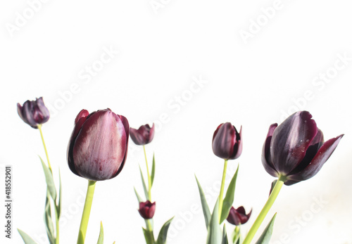 Fototapeta Naklejka Na Ścianę i Meble -  Tulip. Queen of the night. Black Tulip. Purple flower on a white background. Background.