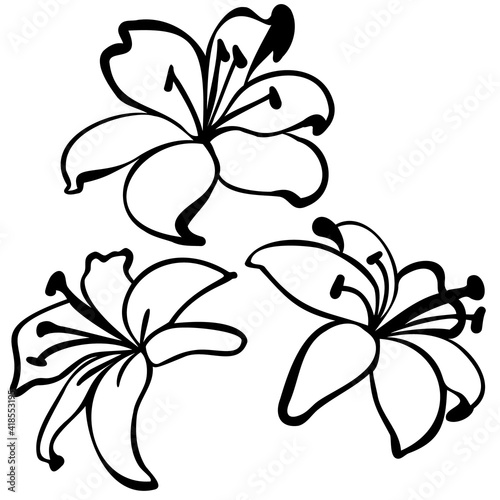 Papier peint Black outline set of lillies isolated on white background.