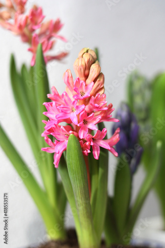 Pink hyacinth close up. Selective focus. Concept for the first spring flowers. Free space. Vertical photo.