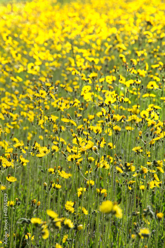 Yellow flowers in a meadow natural summer background, blurred image, selective focus. Beautiful spring or summer day