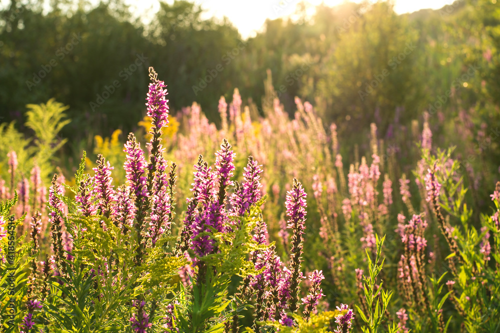 Obraz premium Purple flowers on wild meadow blooming. Beautiful purple salvia. Summer landscape with purple flowers at sunset