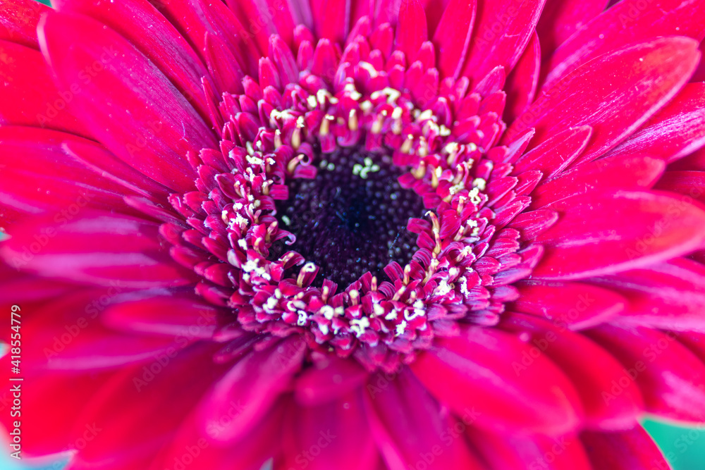 Red gerbera macro photography with details Red gerbera macro photography with details