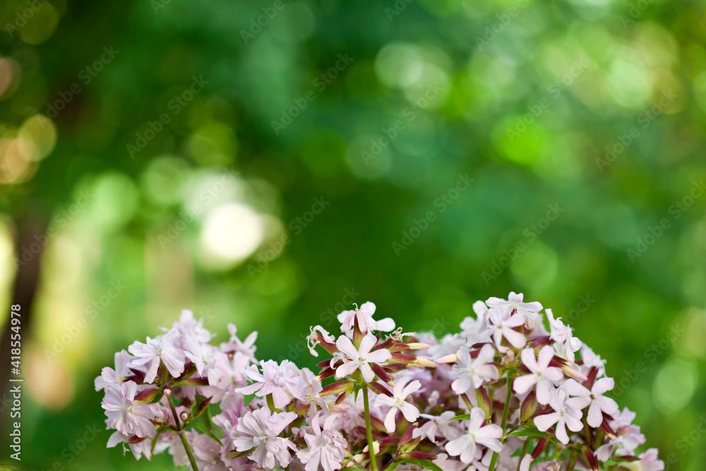 Saponaria officinalis (Soapwort) plant with pink flowers on a green bokeh background. Saponaria officinalis (Soapwort) plant with pink flowers on a green bokeh background.