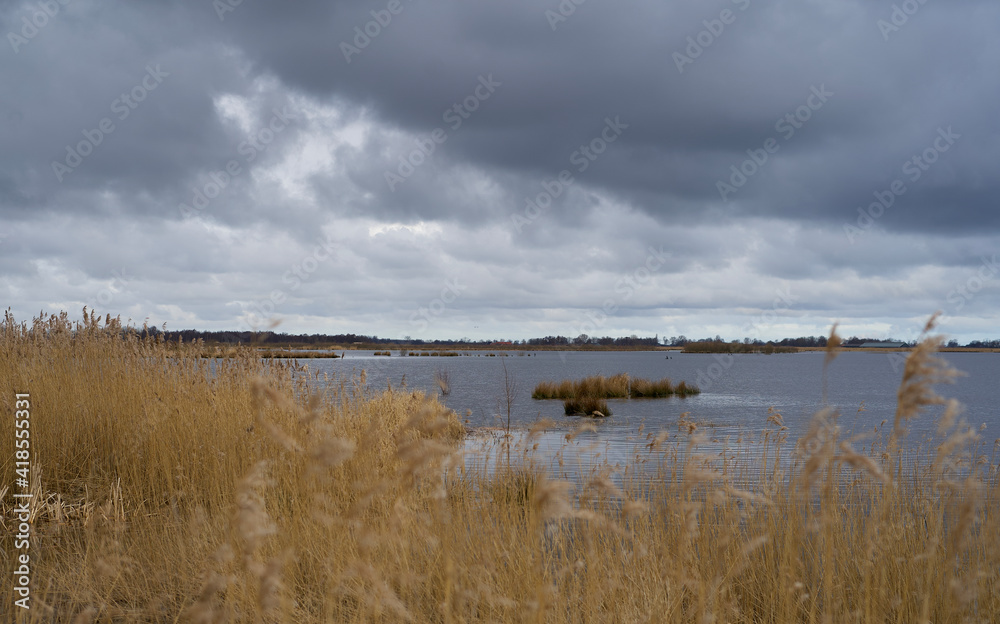 typical northern dutch landscape with a small lake with reed collar in winter with dark clouds