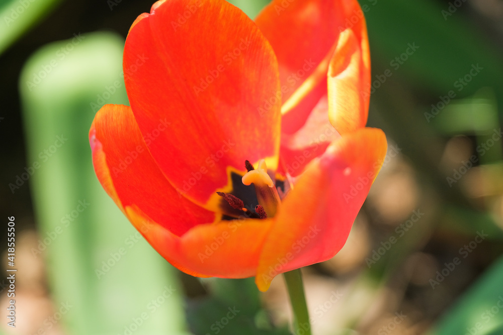 I petali dischiusi di un tulipano arancone. I petali dischiusi di un tulipano arancone.