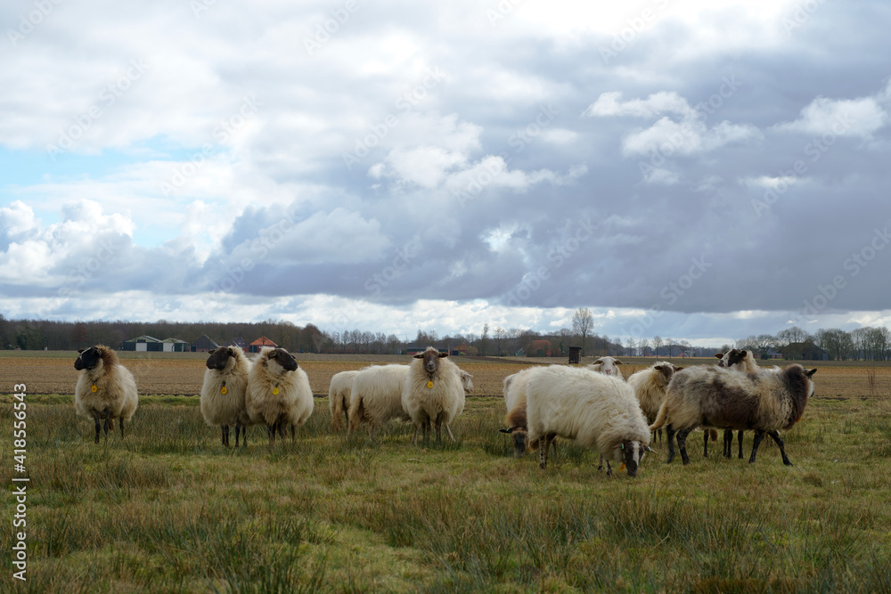 flock of sheep in a typical northern Dutch landscape in winter with dark clouds flock of sheep in a typical northern Dutch landscape in winter with dark clouds