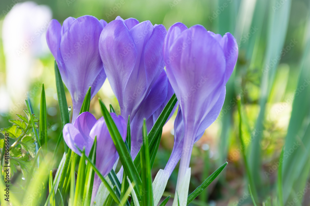 Fresh violet crocuses in the green grass during sunny spring Fresh violet crocuses in the green grass during sunny spring