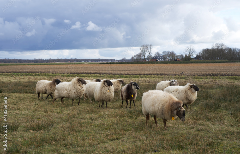 flock of sheep in a typical northern Dutch landscape in winter with dark clouds