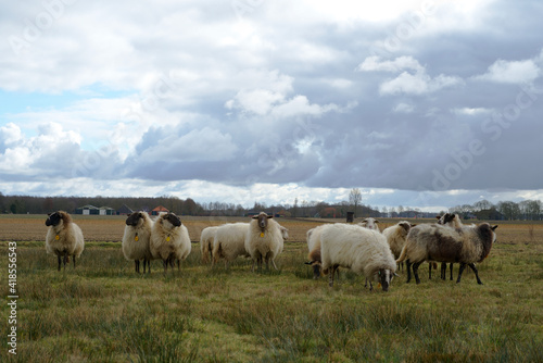 flock of sheep in a typical northern Dutch landscape in winter with dark clouds