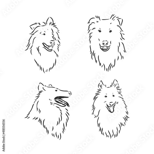 Dog Rough Collie isolated on White background. Vector illustration