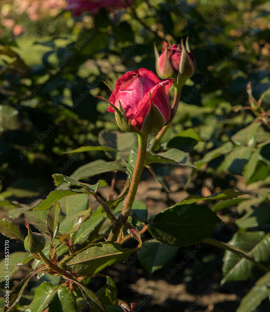 Floral background. Red roses flowers and flower buds, spring blooming in the garden. Floral background. Red roses flowers and flower buds, spring blooming in the garden.