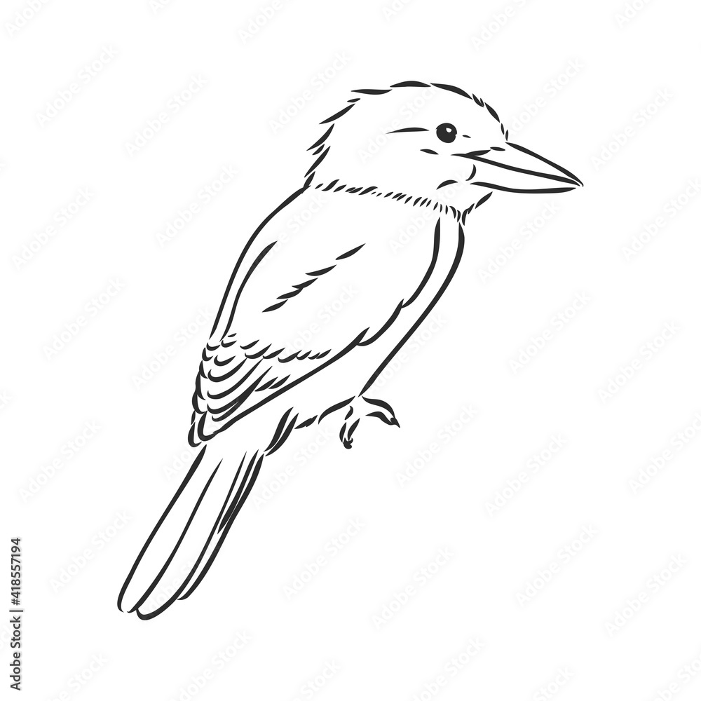 Obraz premium black outlined kookaburra bird-vector drawing, kookaburra vector sketch illustration on white background