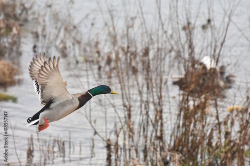 Mallard Ducks fly over the river banks © Ivan
