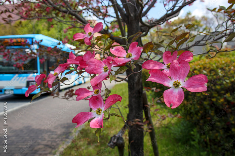 ピンク色のヤマボウシの花の木 Stock Photo Adobe Stock ピンク色のヤマボウシの花の木 Stock Photo Adobe Stock