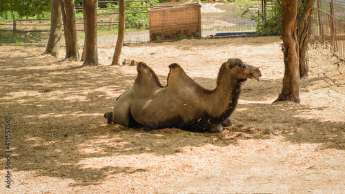 A two-humped camel resting in the shade of the trees. photo