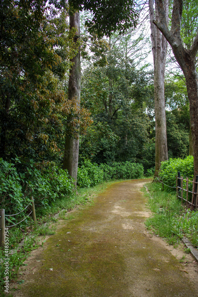 Fototapeta premium 森の中の土の道