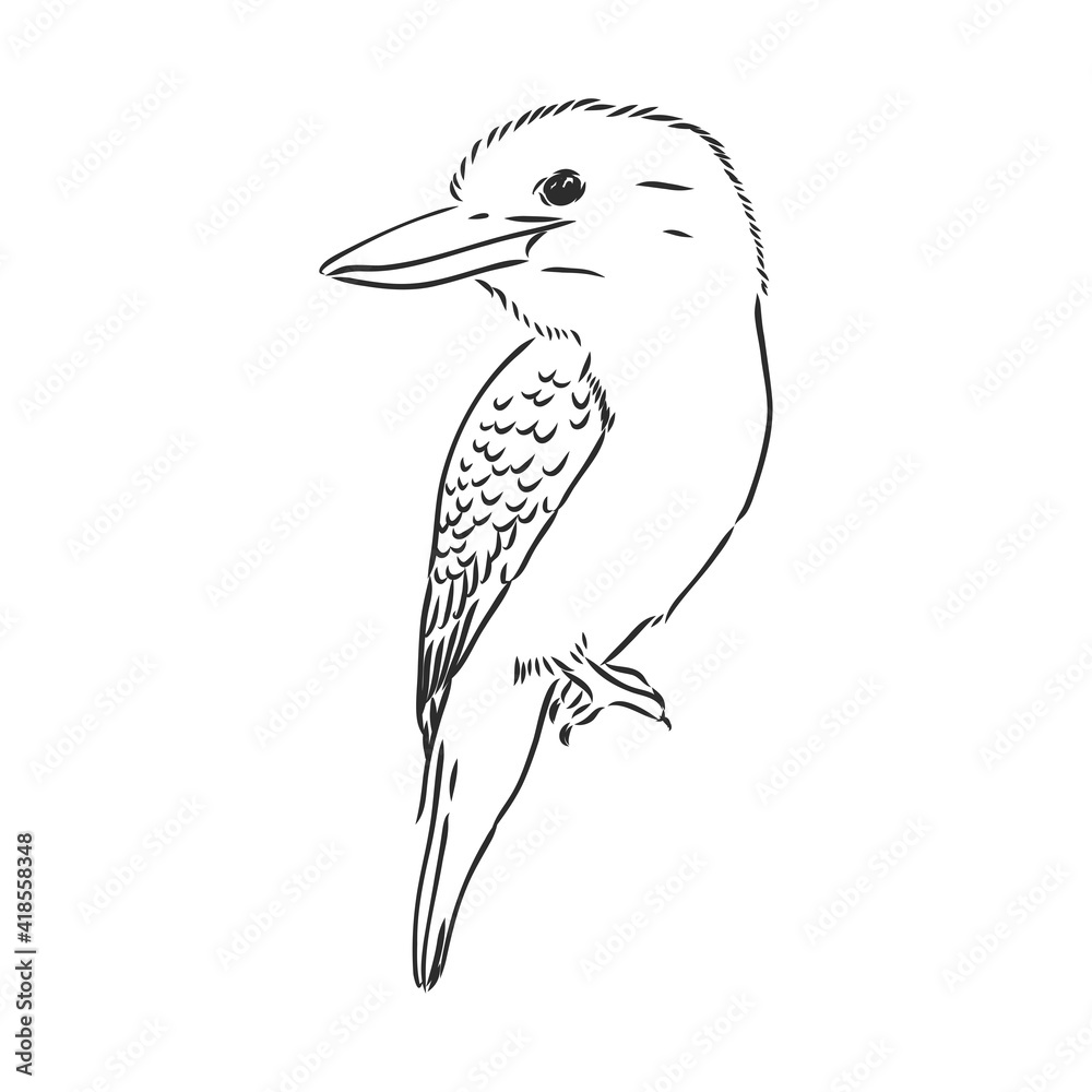 Fototapeta premium black outlined kookaburra bird-vector drawing, kookaburra vector sketch illustration on white background