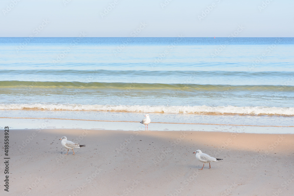 Beautiful seascape at sunset in evening. White seagulls on beach and soft waves. Selective focus Beautiful seascape at sunset in evening. White seagulls on beach and soft waves. Selective focus