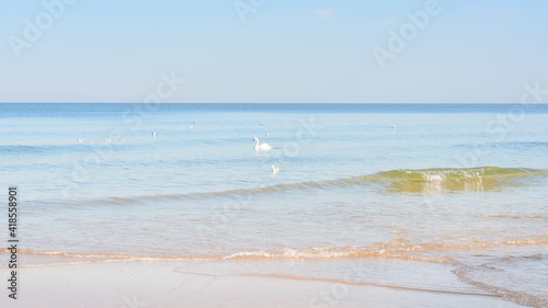 White birds on water of sea. Swan and seagulls on soft waves near shore of beach. Wide format. Beautiful panoramic seascape, selective focus