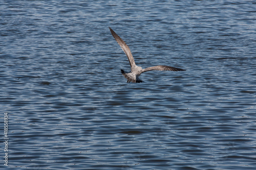 Spotted rippling seagull in flight over water