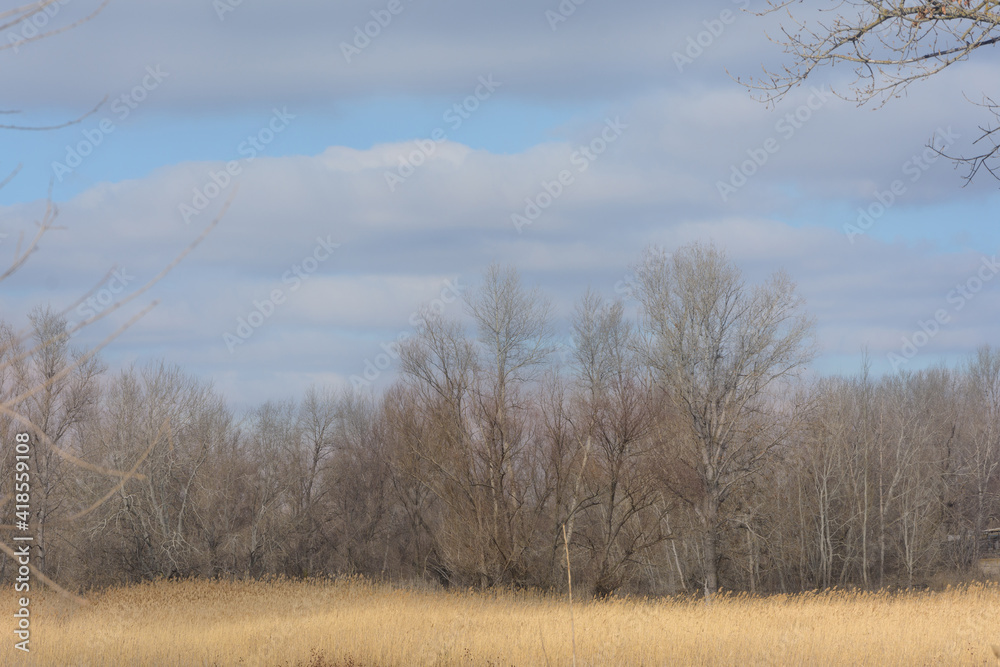 Forest and field in early spring. Trees without foliage and bright blue sky with clouds. Selective focus Forest and field in early spring. Trees without foliage and bright blue sky with clouds. Selective focus