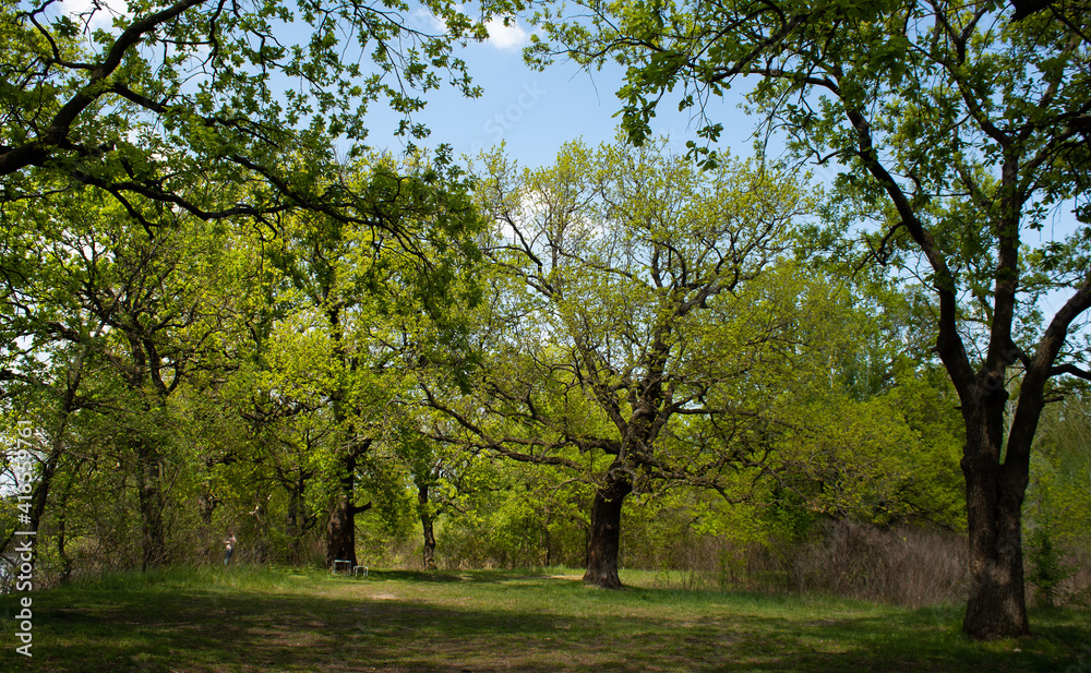 Fototapeta premium Powerful tall green oaks in a meadow in early spring