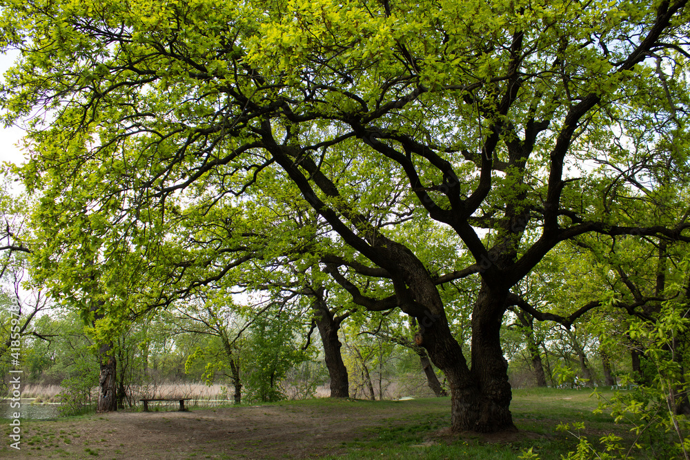 Tall green oaks on the bank of a small river and a bench under a tree