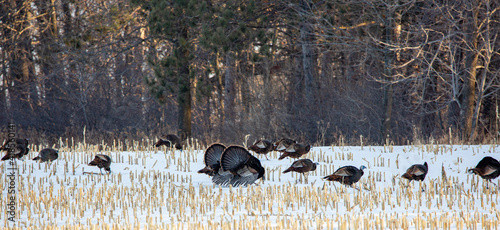 Flock of wild Wisconsin turkeys (meleagris gallopavo) in the courtship ritual on a harvested corn field in March photo