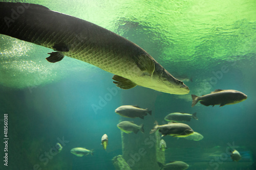 Fish under water. Arapaima fish - Pirarucu Arapaima gigas one largest freshwater fish. Fish in the aquarium behind glass. photo