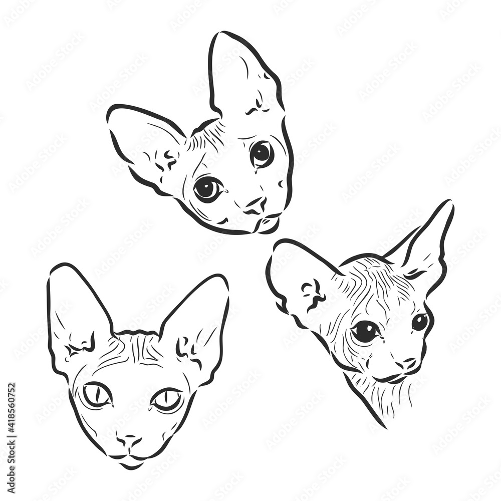 Vector illustration of a sphynx cat with a liner isolated on a white background. For printing on clothes, paper, logo, icon