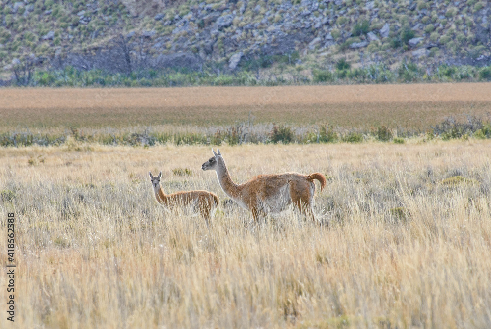 Naklejka premium Wild guanacos in Patagonia National Park, Aysen, Patagonia, Chile