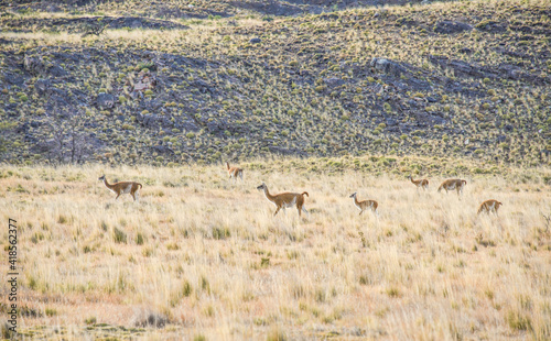Wild guanacos in Patagonia National Park  Aysen  Patagonia  Chile